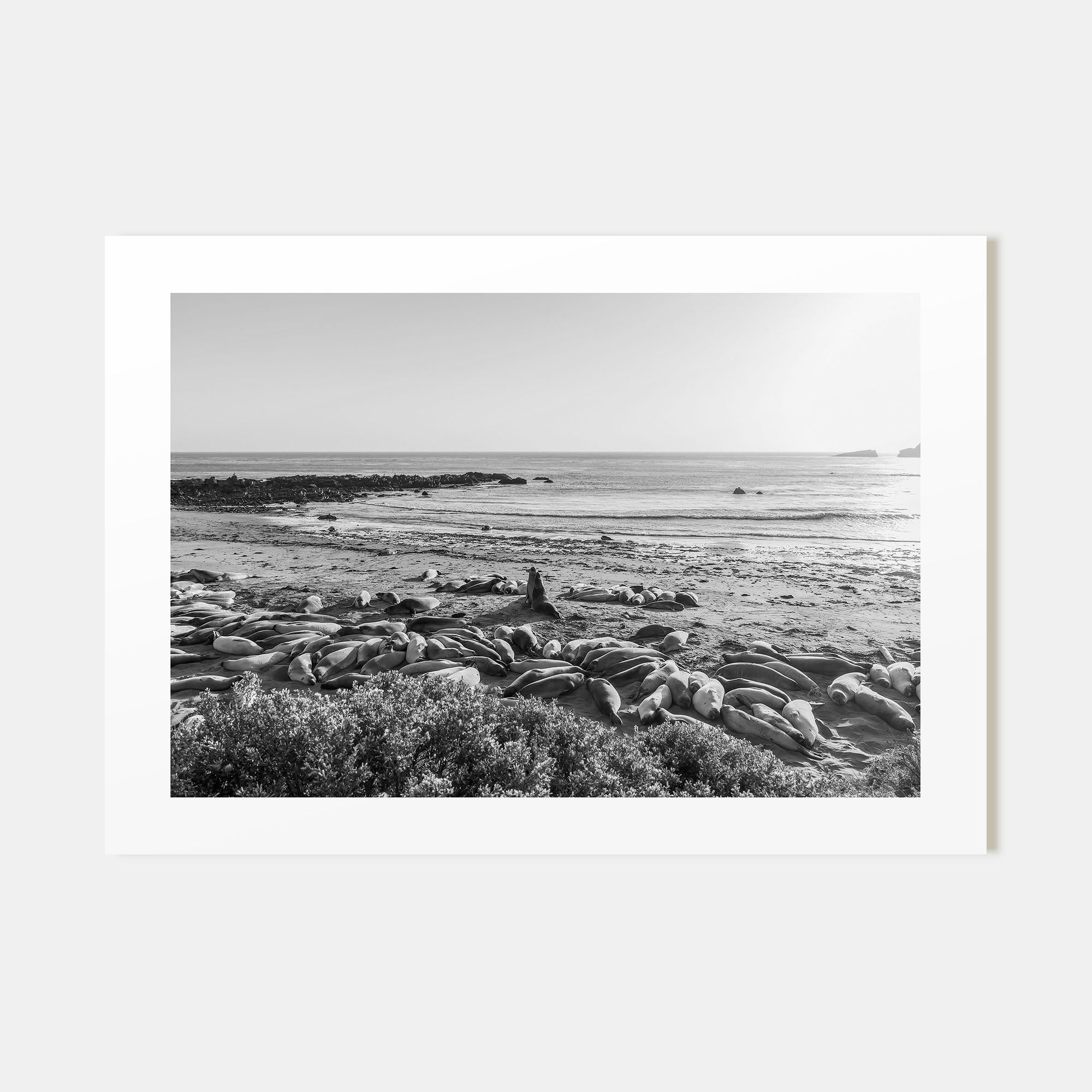 Seal Beach Landscape B&W Poster
