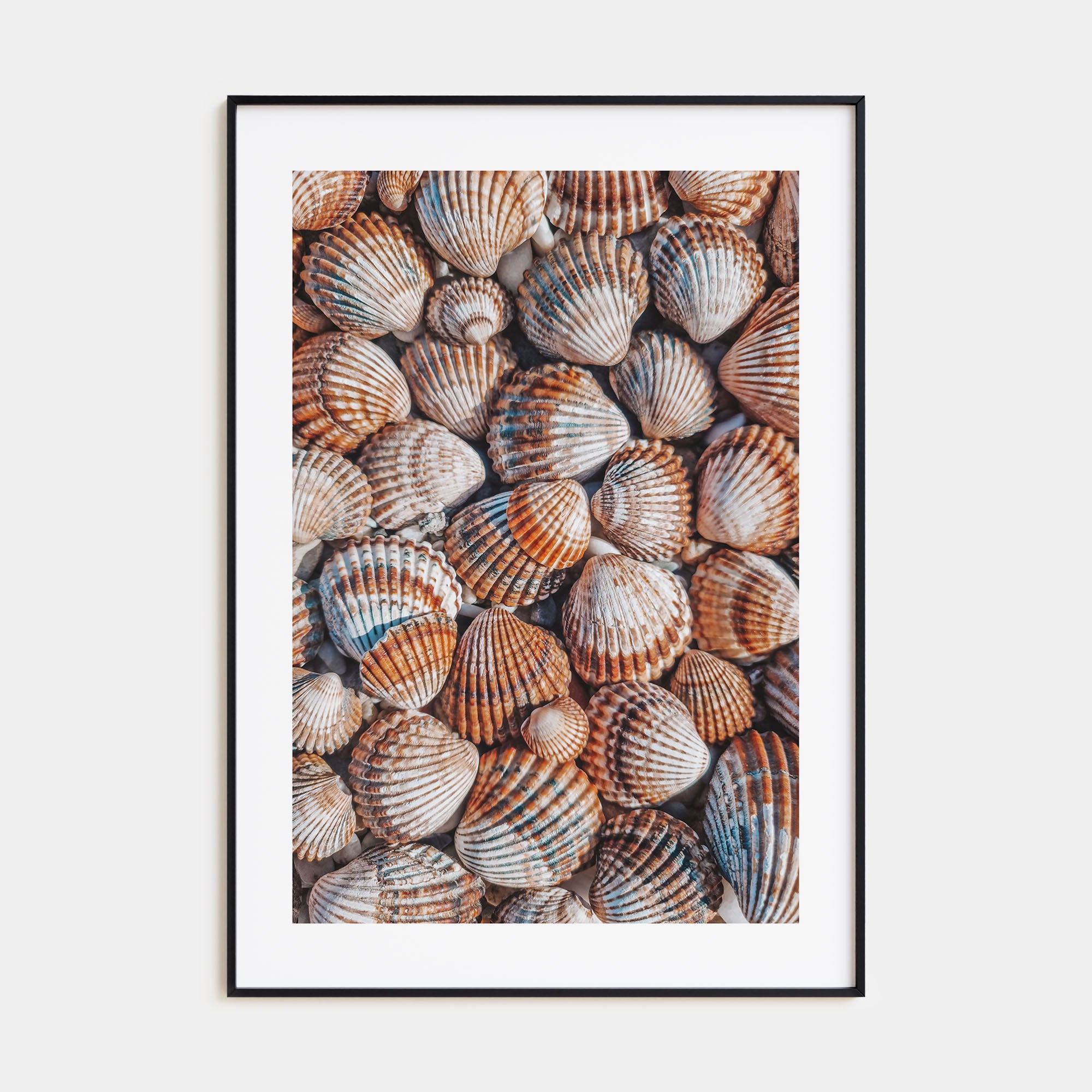 Seashells Photo Color Poster
