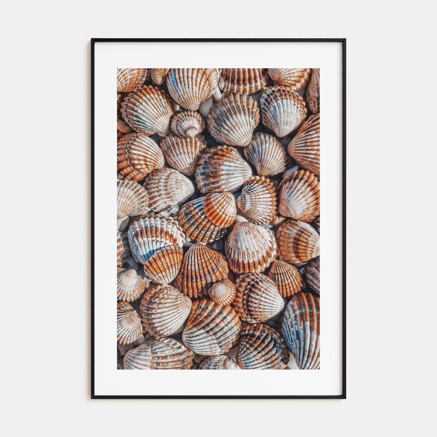 Seashells Photo Color Poster