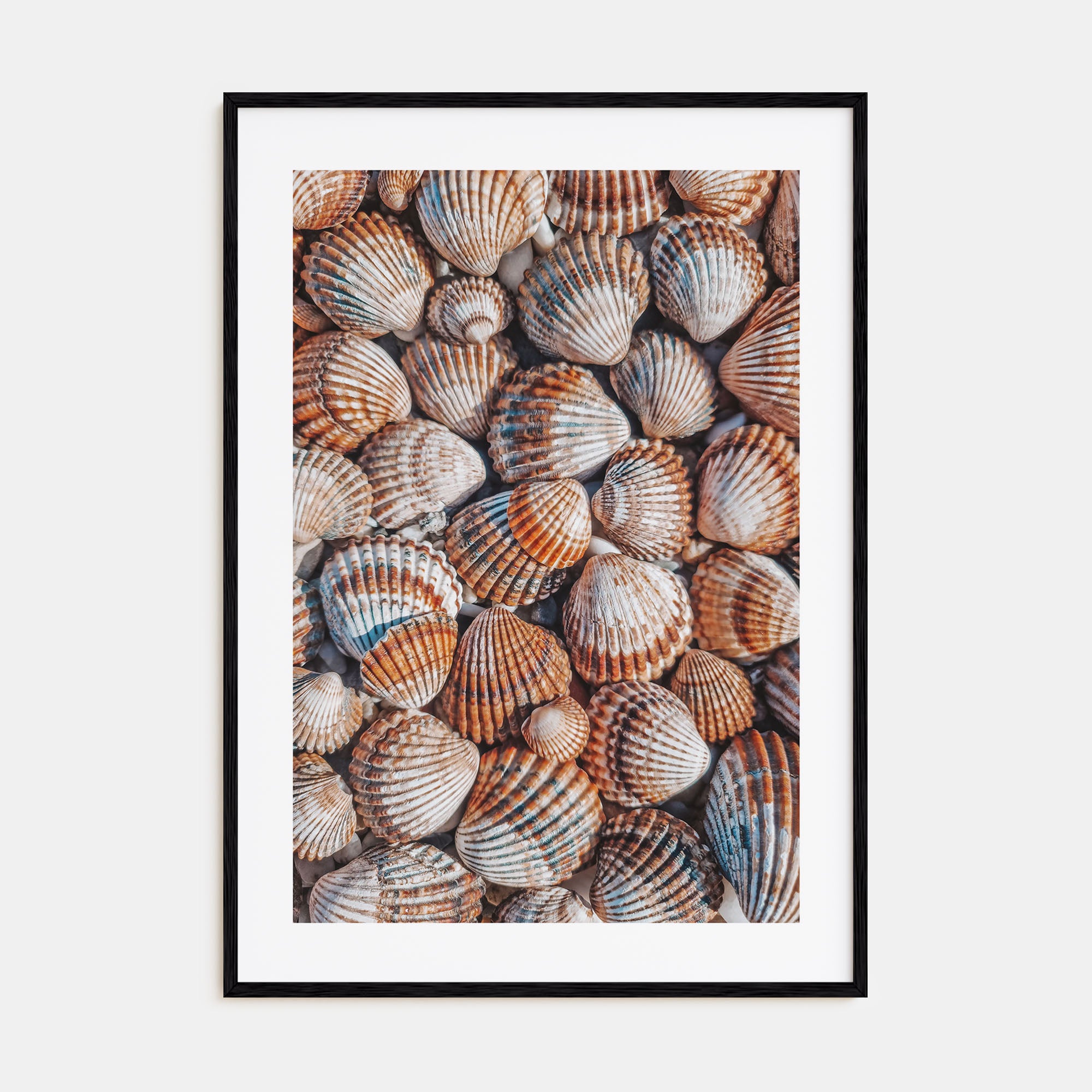 Seashells Photo Color Poster