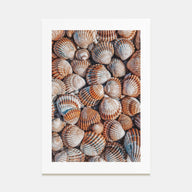 Seashells Photo Color Poster