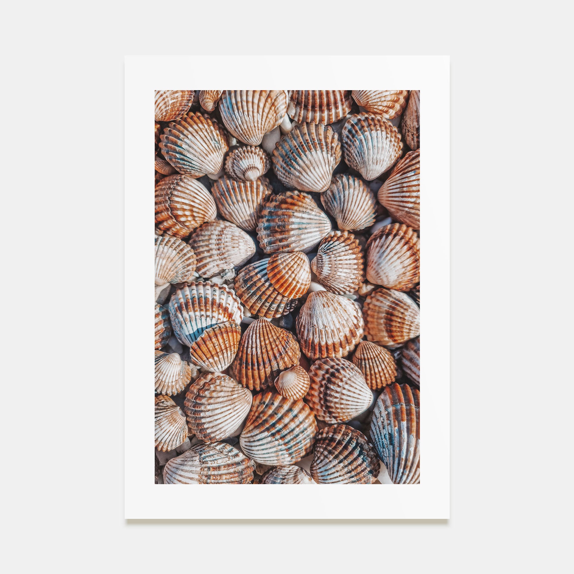 Seashells Photo Color Poster
