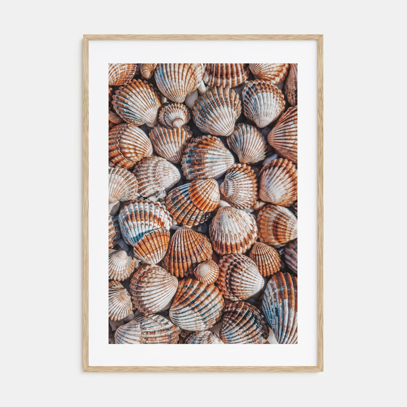 Seashells Photo Color Poster