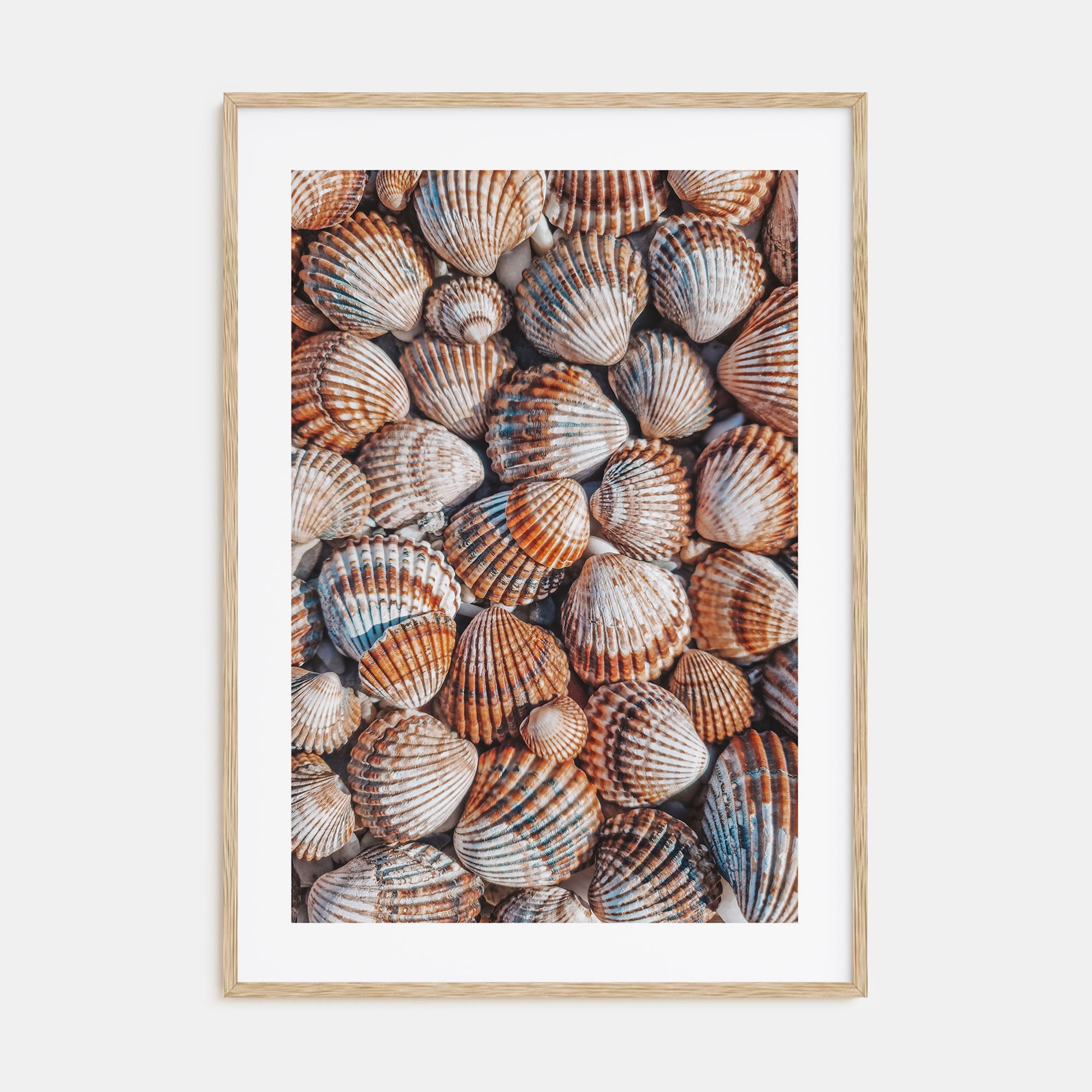 Seashells Photo Color Poster