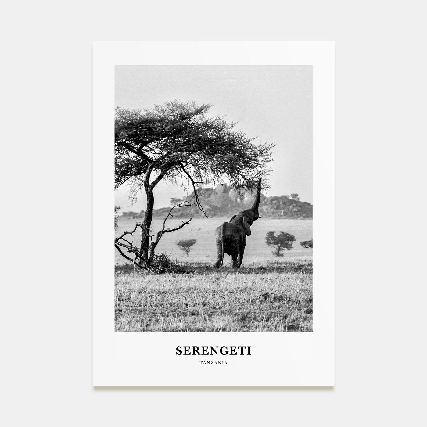 Serengeti National Park Portrait B&W Poster