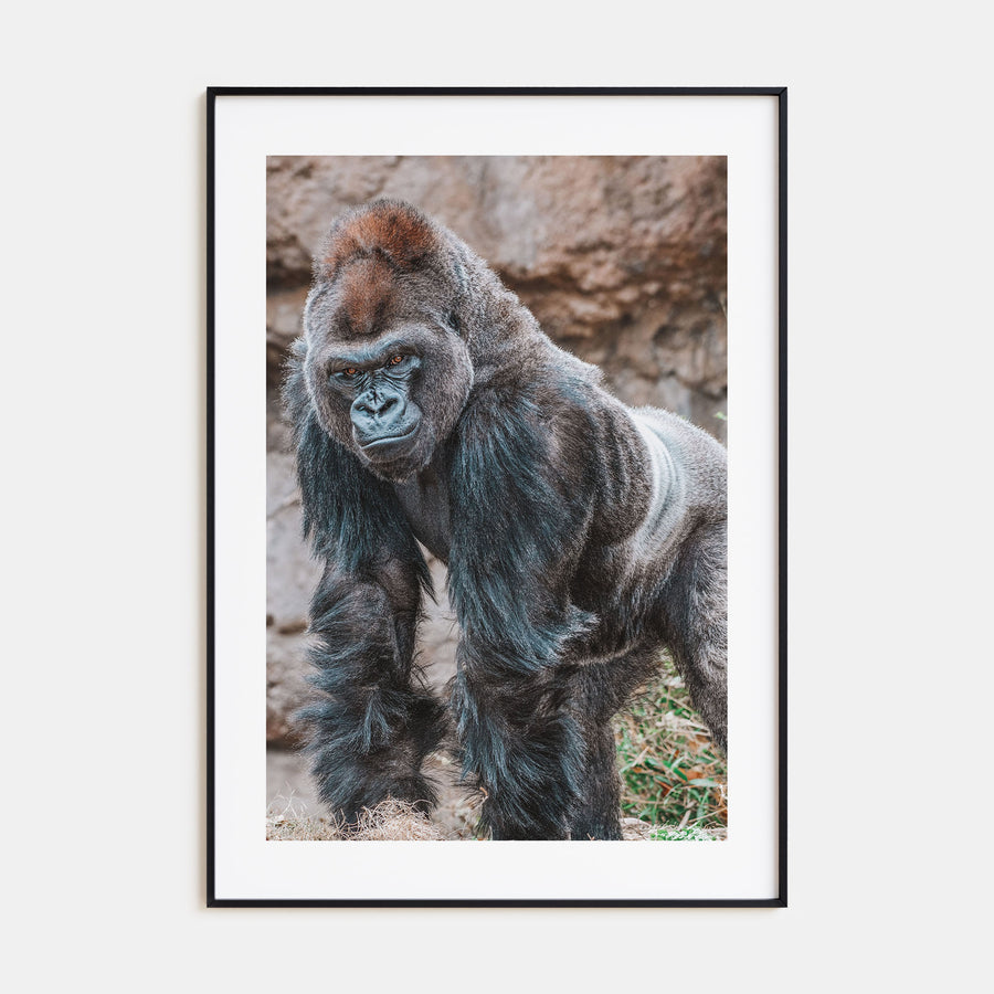 Silverback Gorilla Photo Color Poster