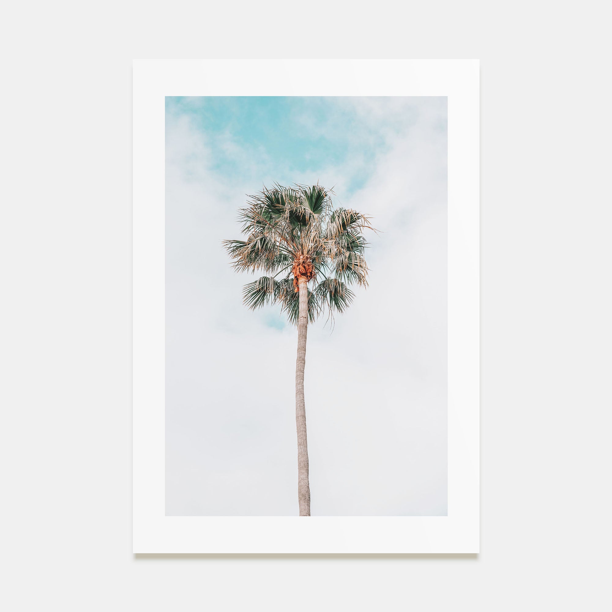 Single Palm Tree Photo Color Poster