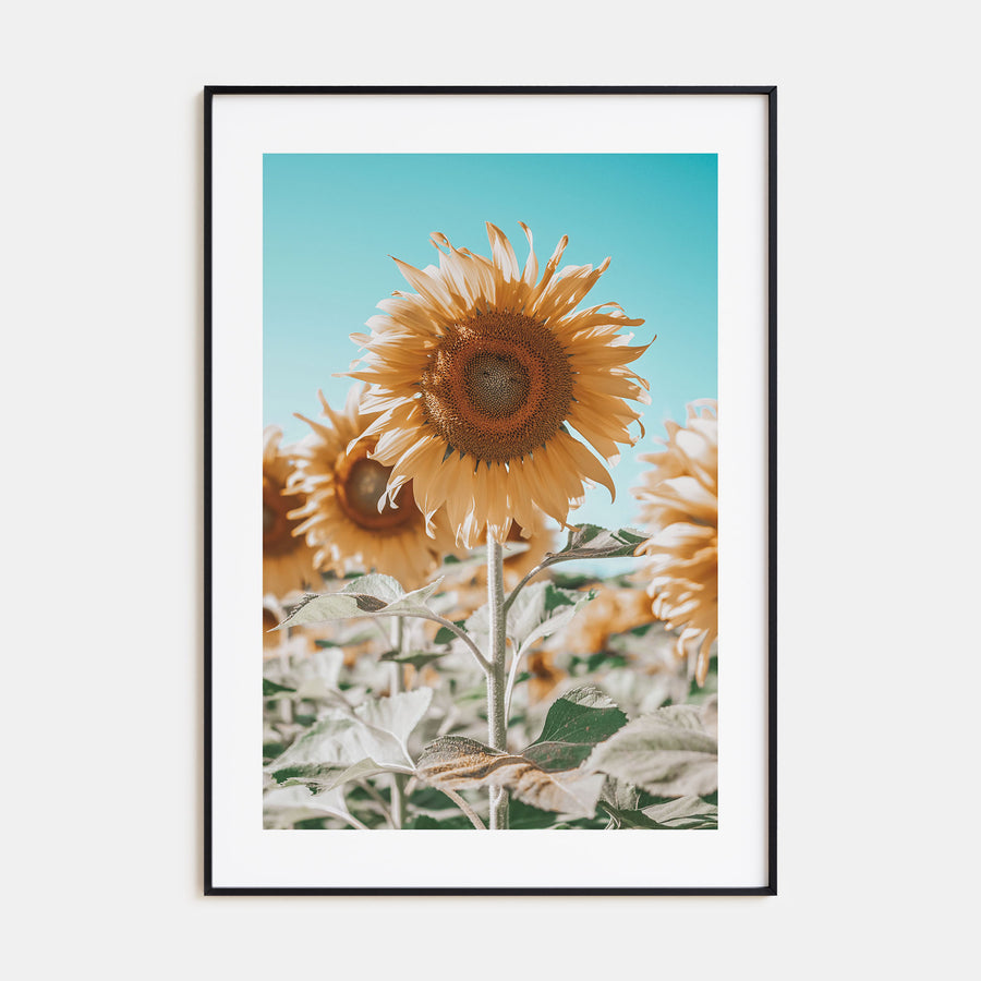 Sunflower Blue Sky Photo Color Poster