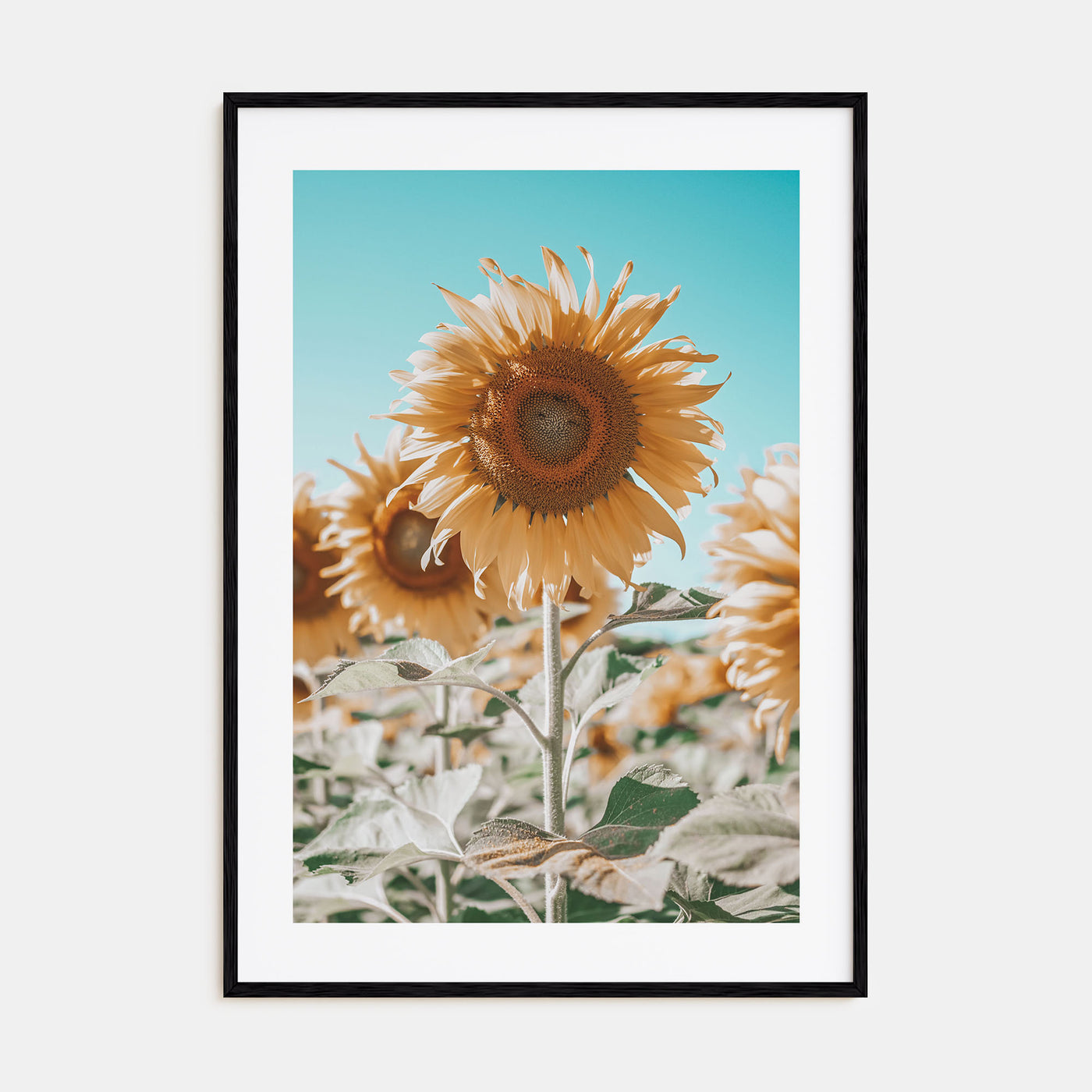 Sunflower Blue Sky Photo Color Poster