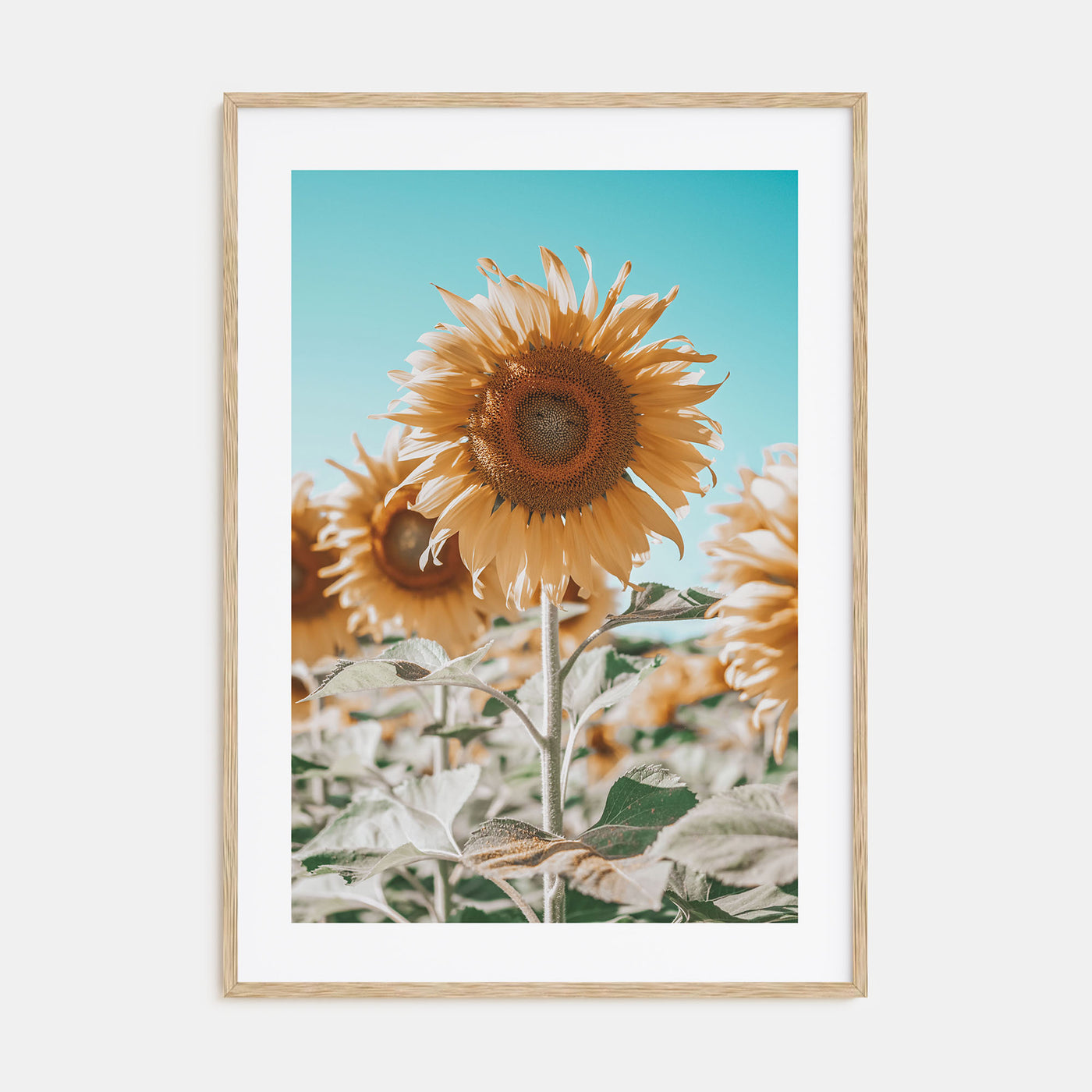 Sunflower Blue Sky Photo Color Poster