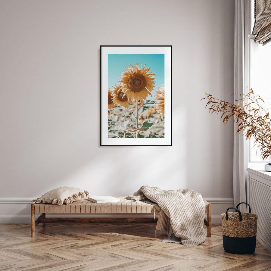 Sunflower Blue Sky Photo Color Poster
