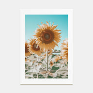 Sunflower Blue Sky Photo Color Poster