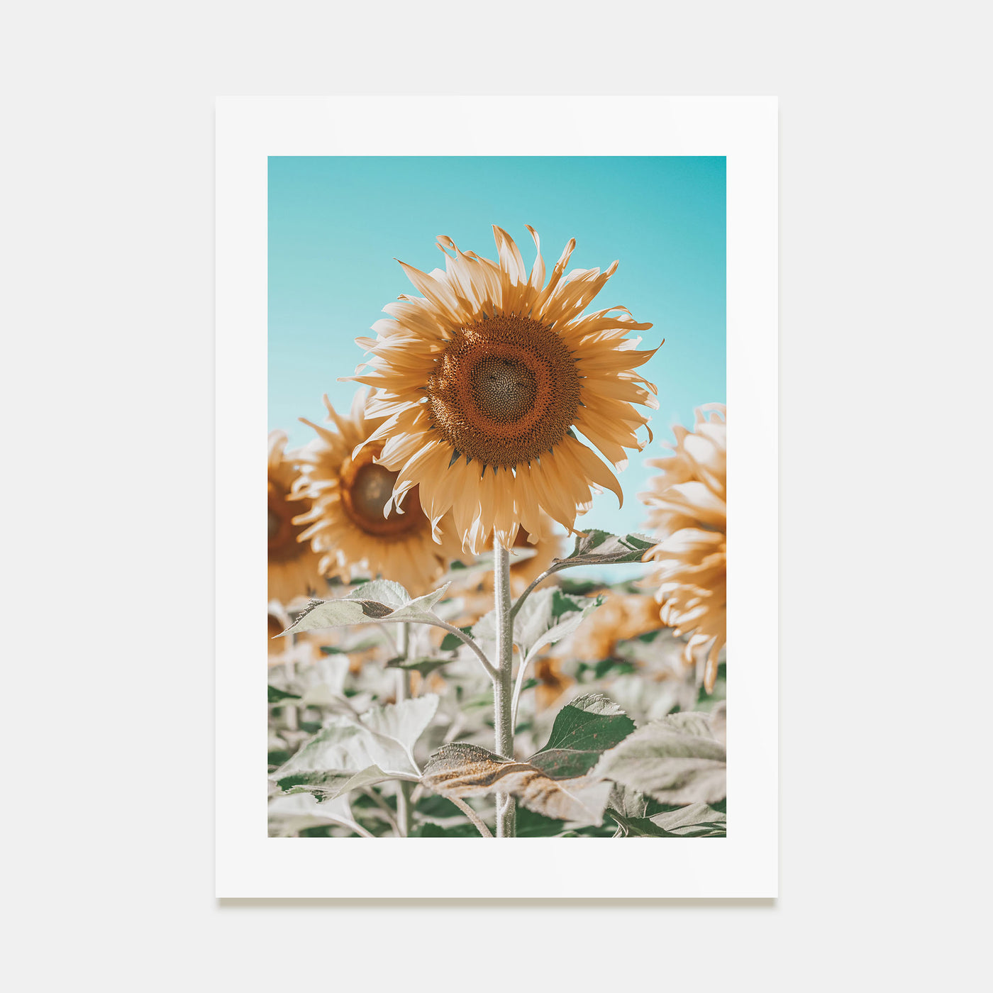 Sunflower Blue Sky Photo Color Poster
