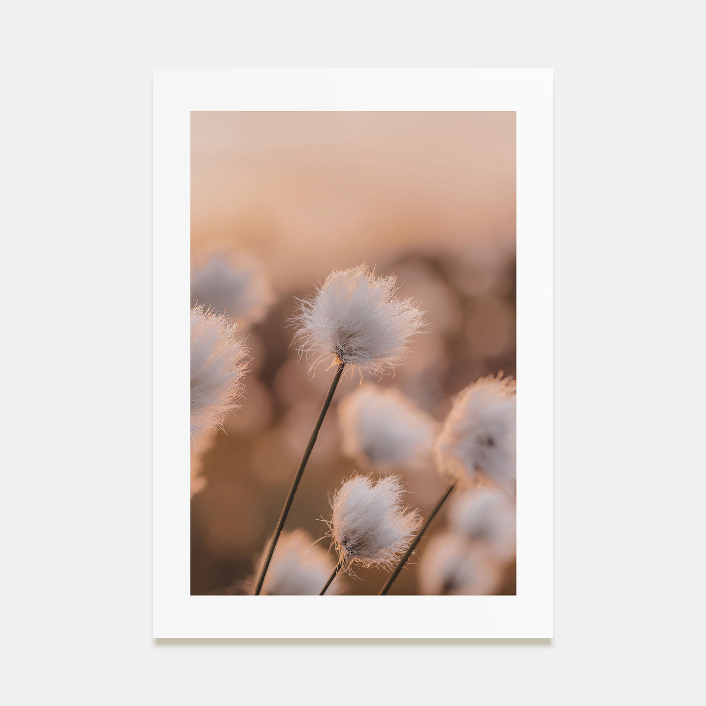 Swamp Flowers Photo Color Poster
