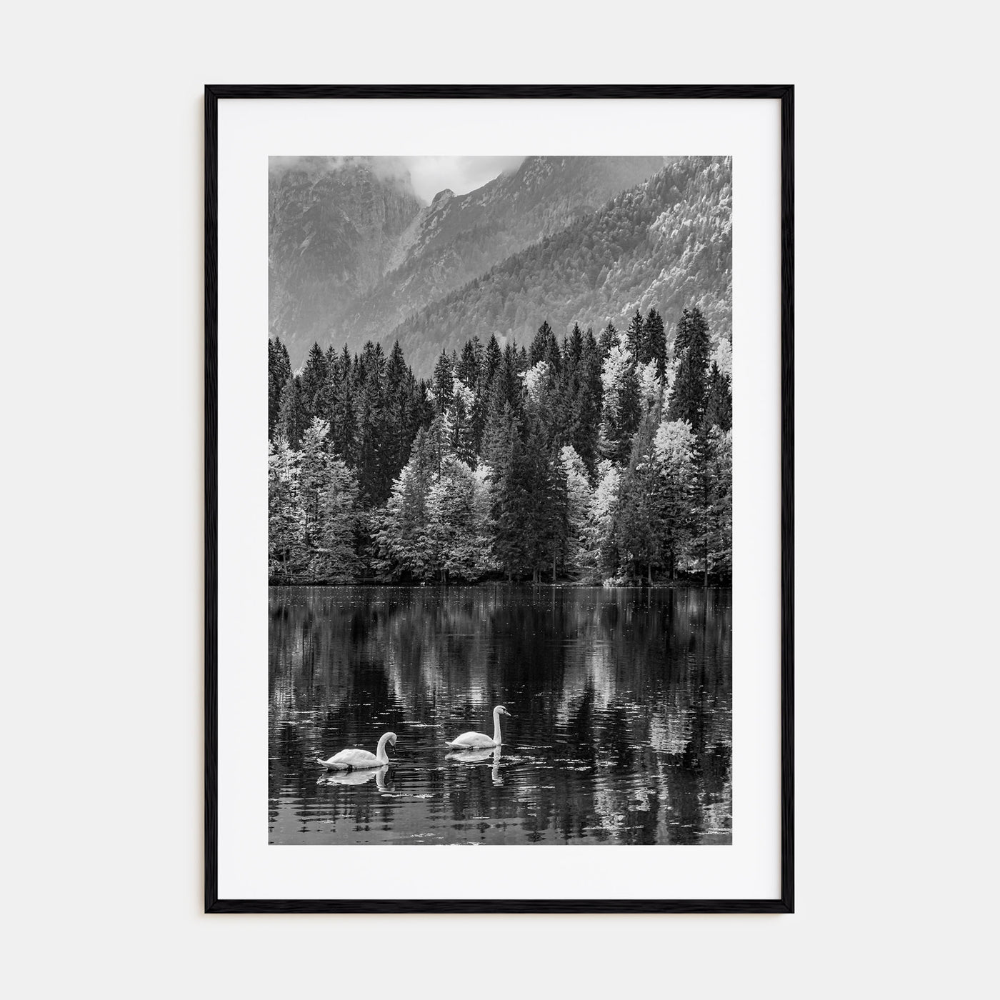 Swan Lake Photo B&W No 1 Poster