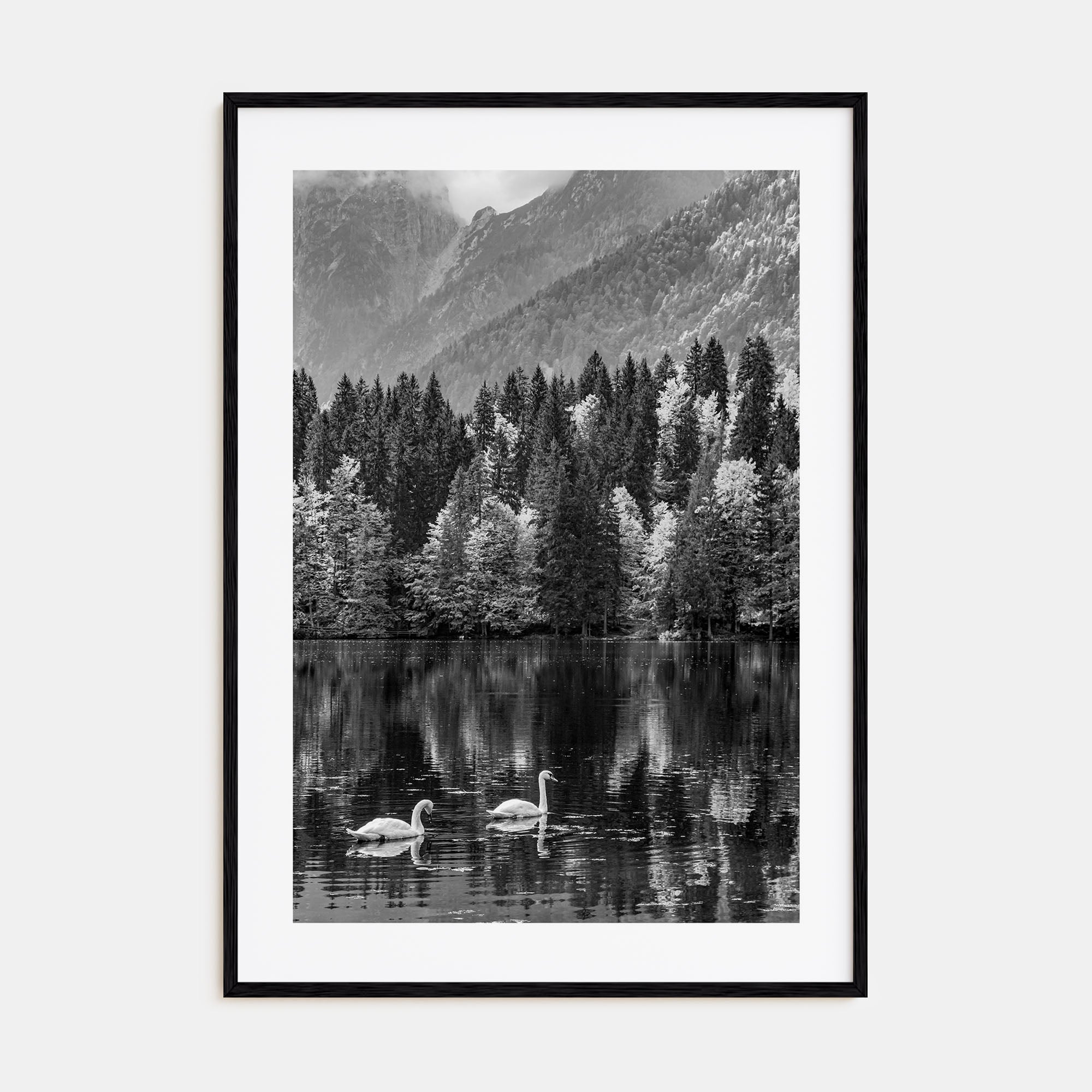 Swan Lake Photo B&W No 1 Poster