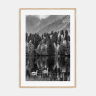 Swan Lake Photo B&W No 1 Poster