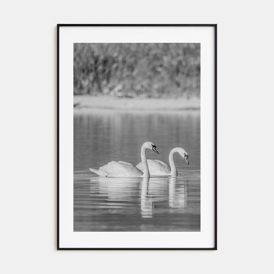 Swan Lake Photo B&W No 2 Poster