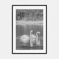 Swan Lake Photo B&W No 2 Poster