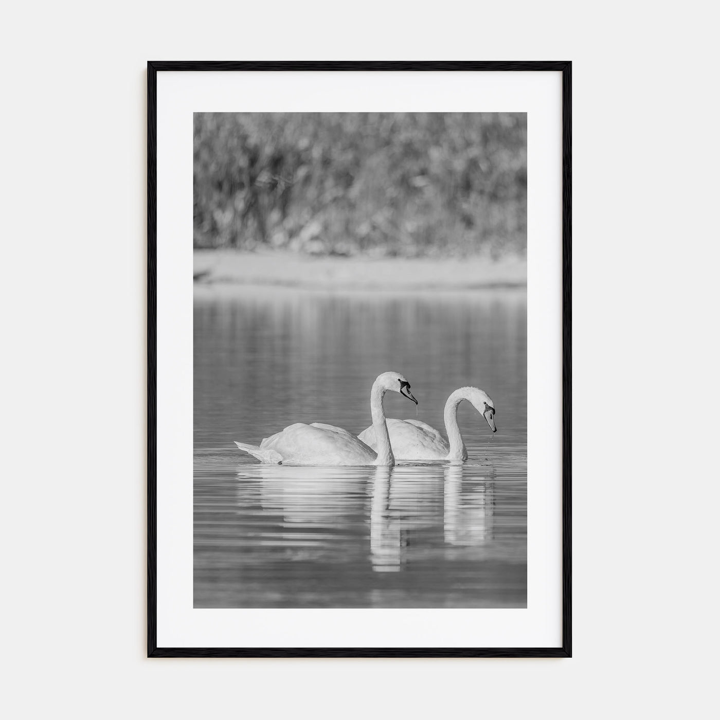 Swan Lake Photo B&W No 2 Poster