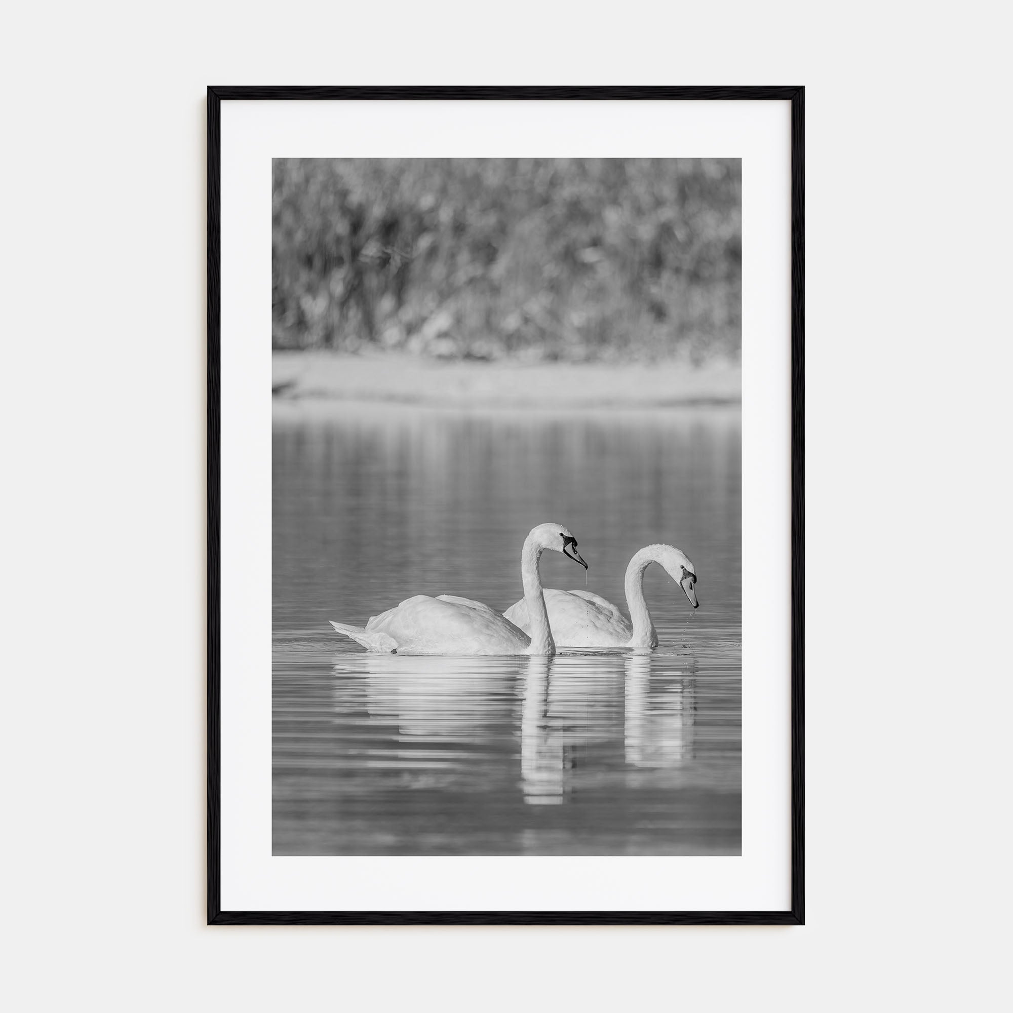 Swan Lake Photo B&W No 2 Poster
