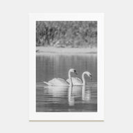 Swan Lake Photo B&W No 2 Poster
