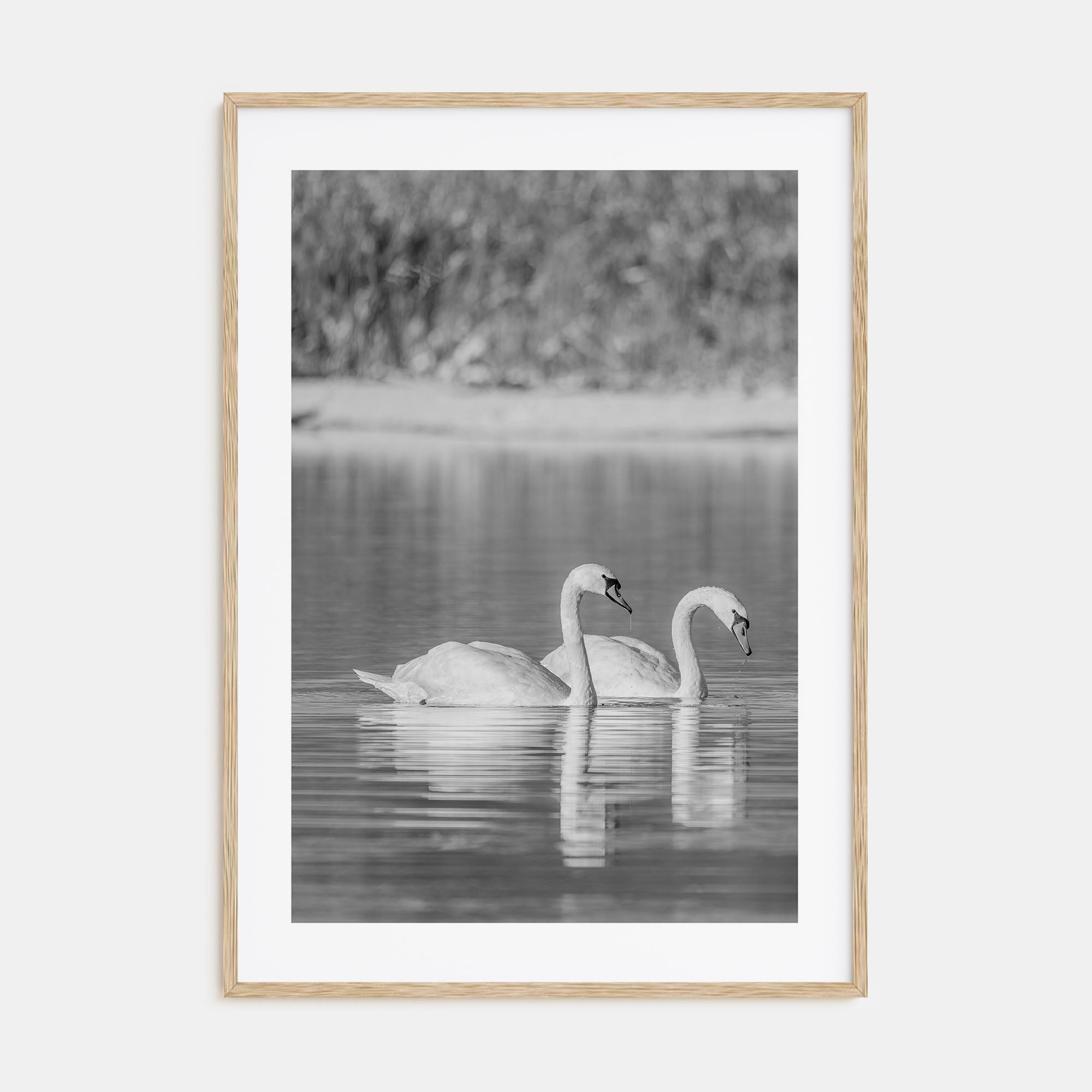 Swan Lake Photo B&W No 2 Poster