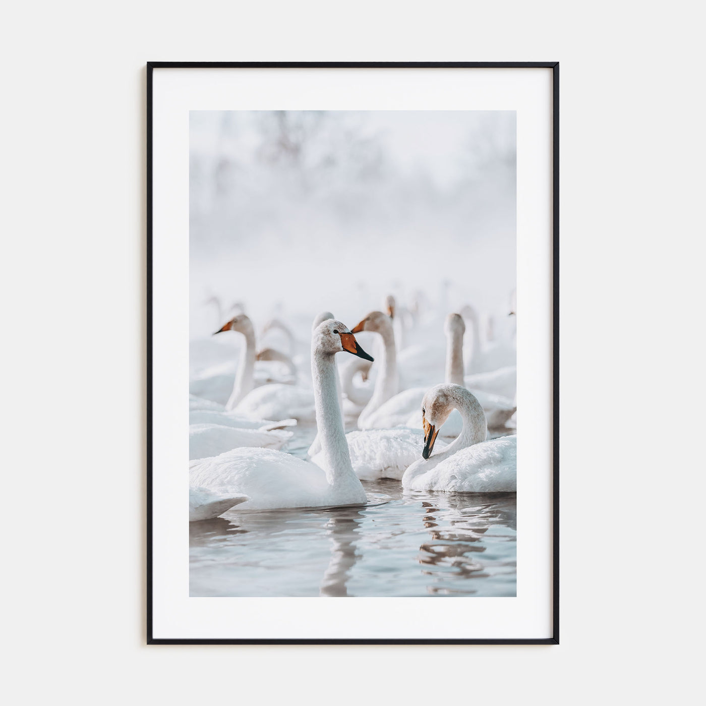 Swan Lake Photo Color Poster
