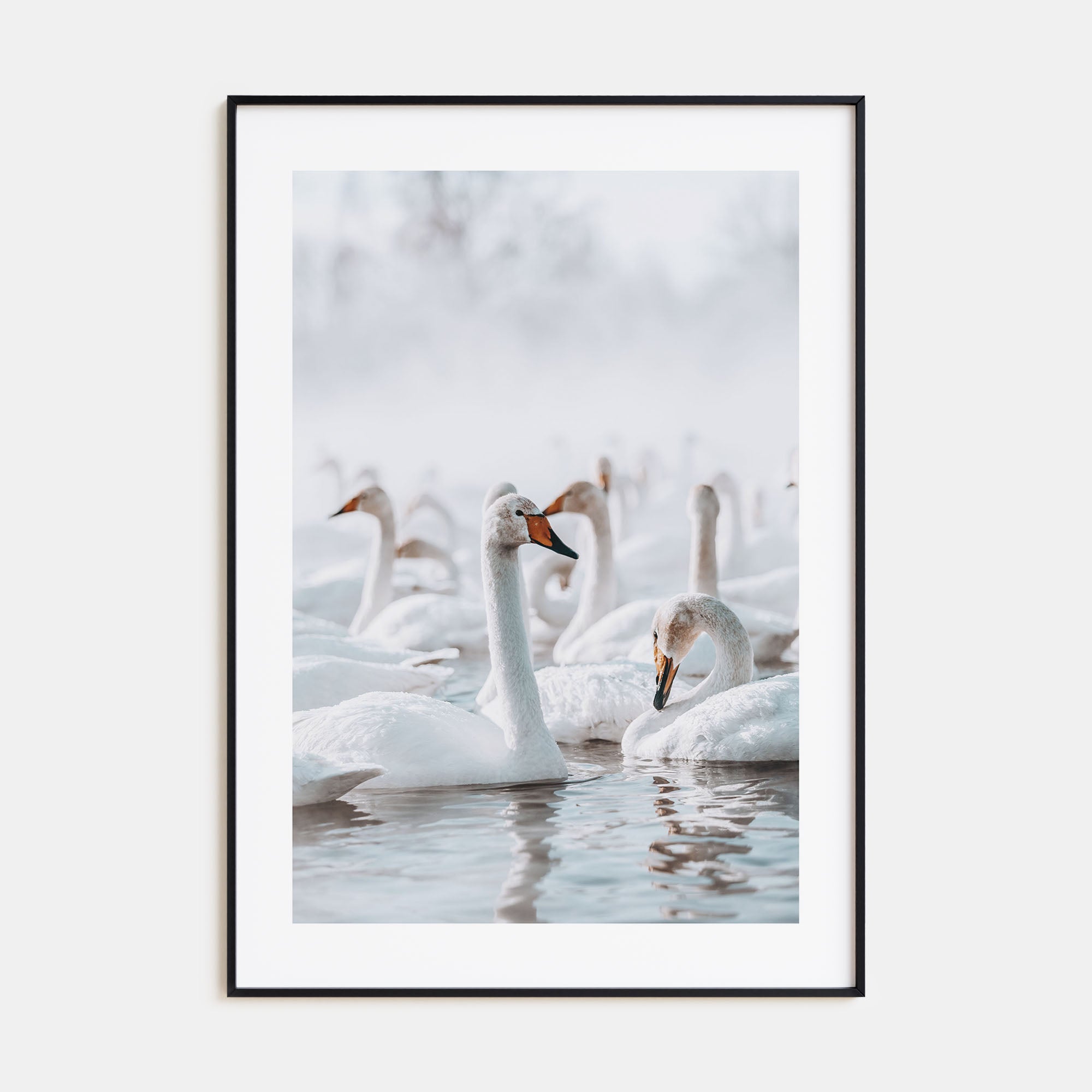 Swan Lake Photo Color Poster