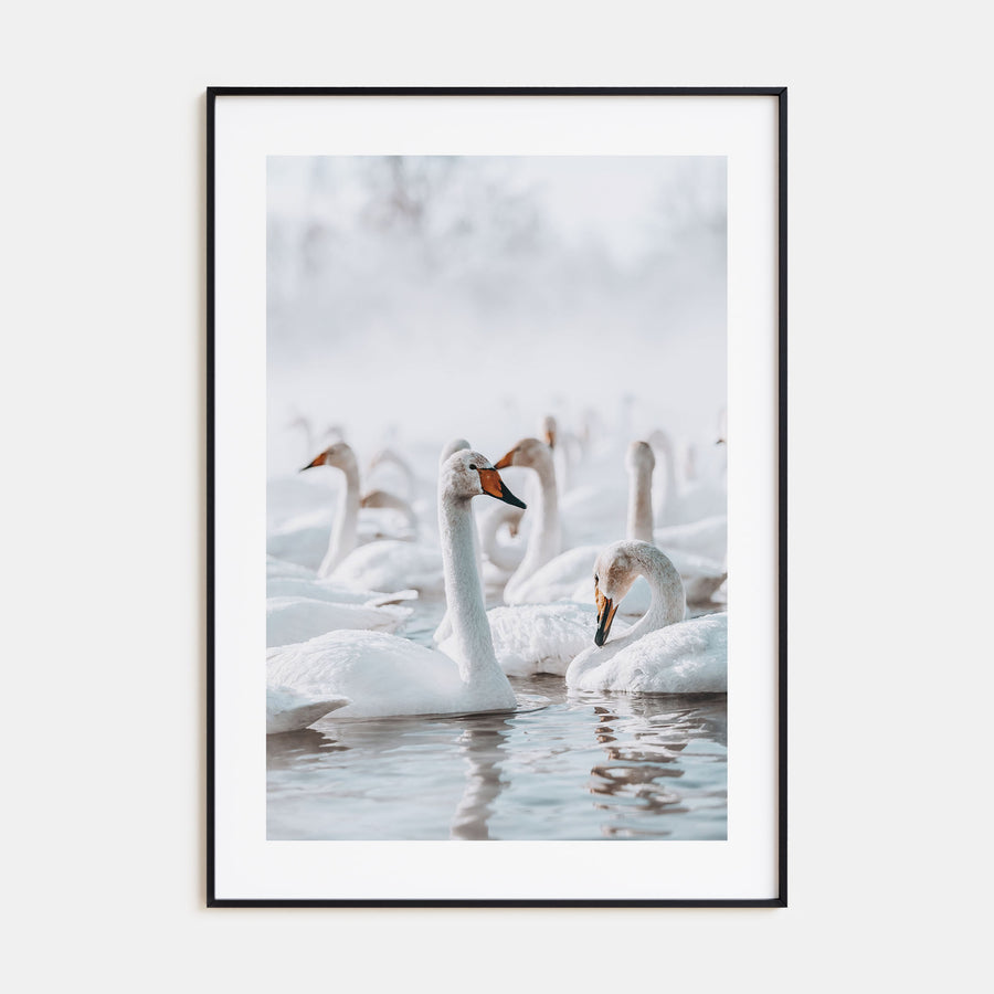 Swan Lake Photo Color Poster