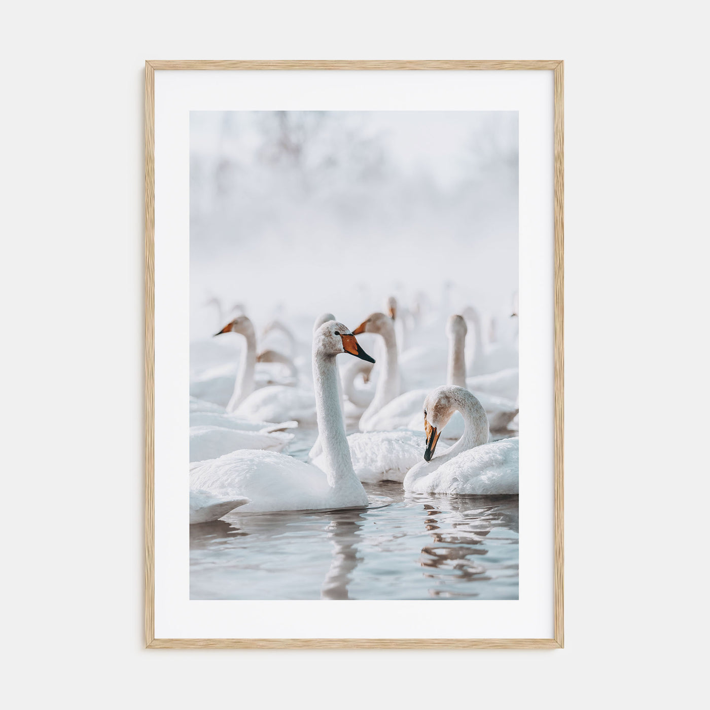 Swan Lake Photo Color Poster