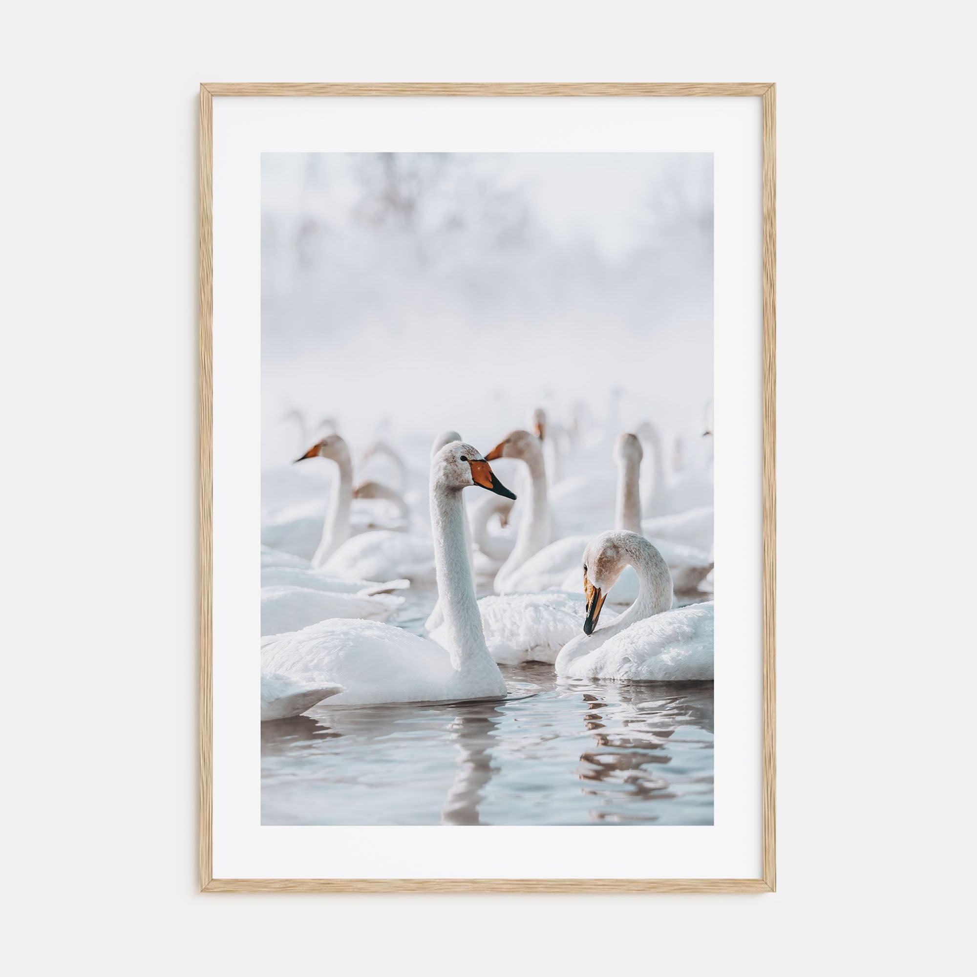 Swan Lake Photo Color Poster