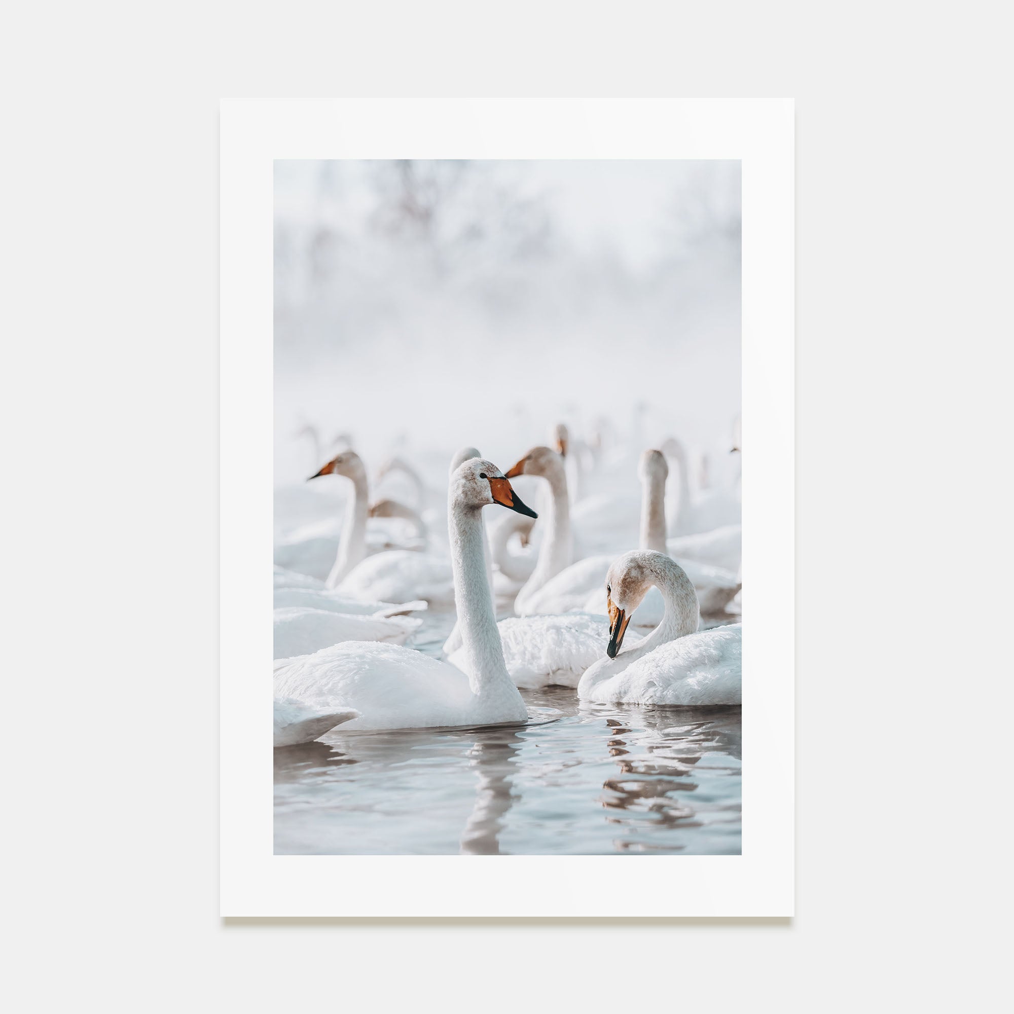 Swan Lake Photo Color Poster