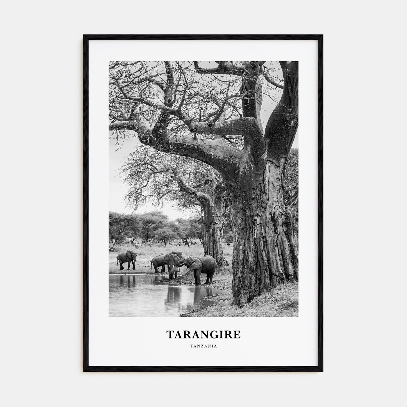 Tarangire National Park Portrait B&W Poster