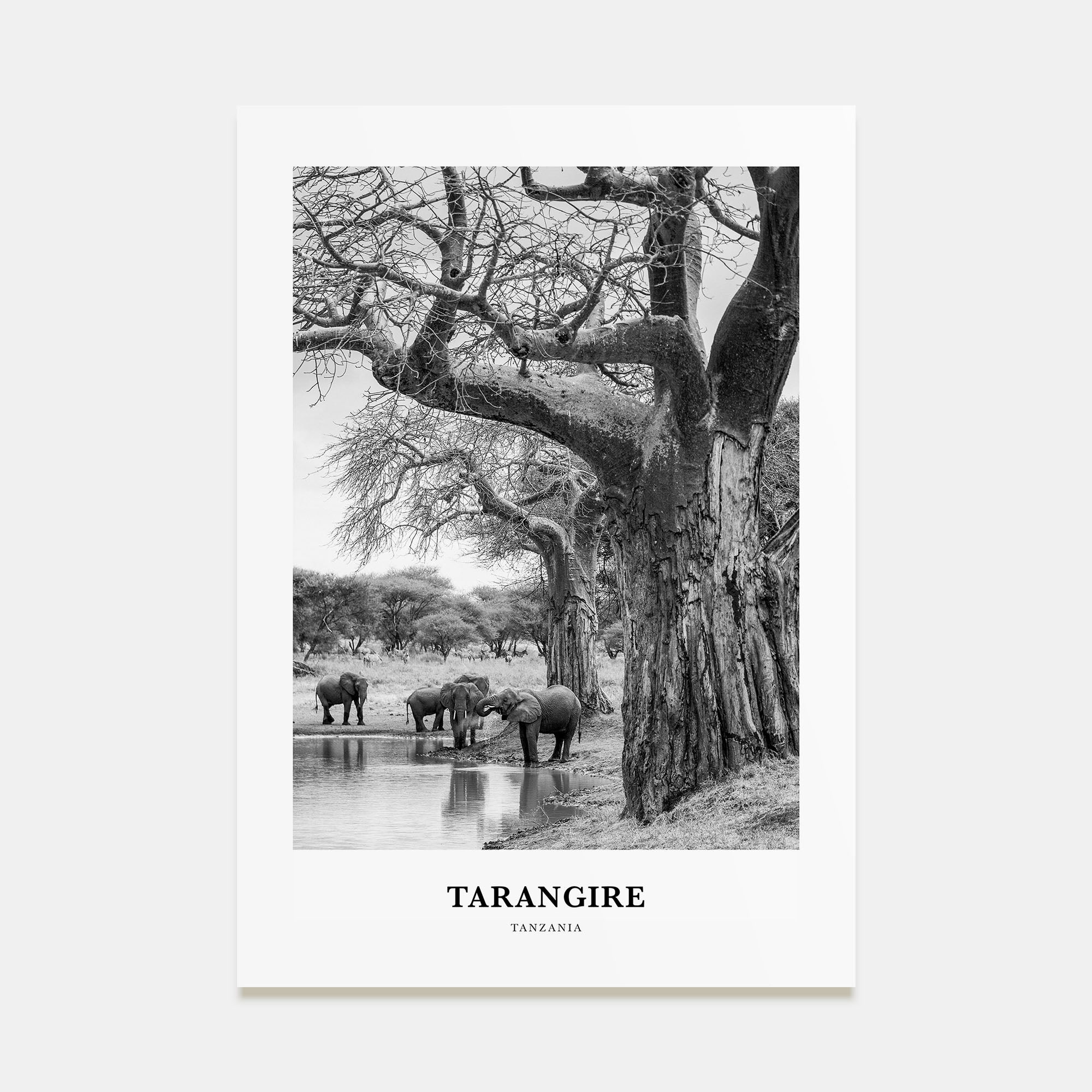 Tarangire National Park Portrait B&W Poster