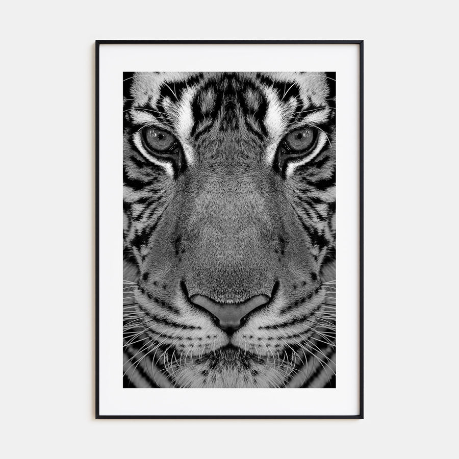 Tiger Photo B&W No 1 Poster
