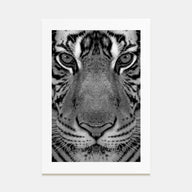 Tiger Photo B&W No 1 Poster