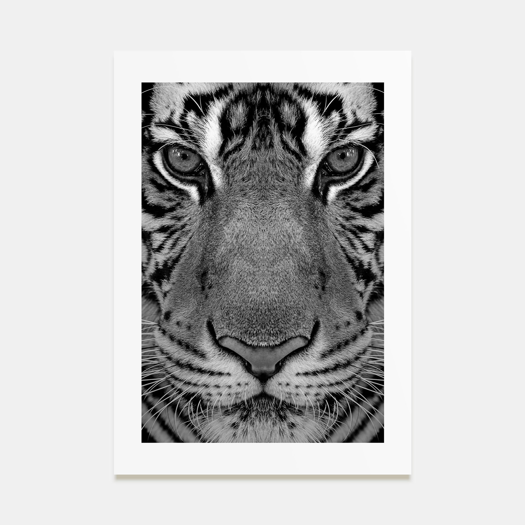 Tiger Photo B&W No 1 Poster