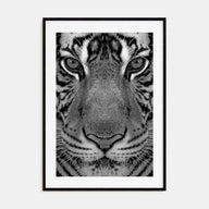 Tiger Photo B&W No 1 Poster