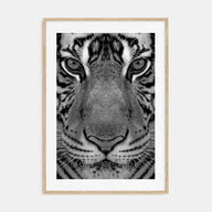 Tiger Photo B&W No 1 Poster