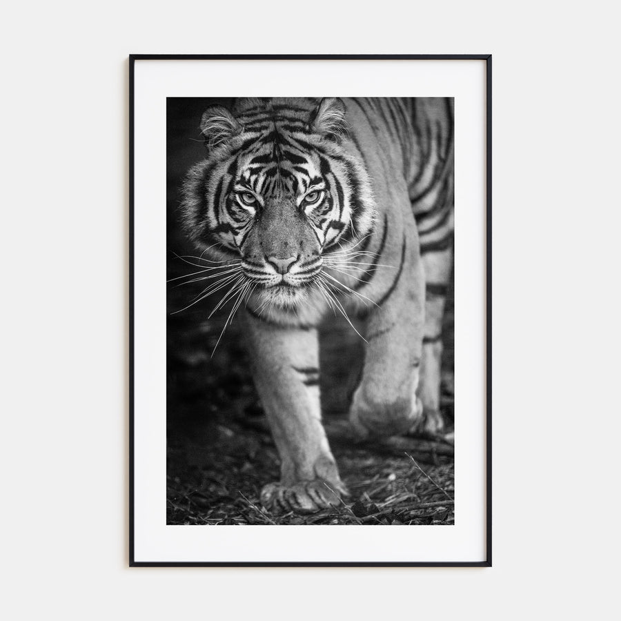Tiger Photo B&W No 2 Poster