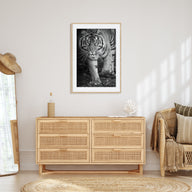 Tiger Photo B&W No 2 Poster