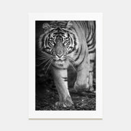 Tiger Photo B&W No 2 Poster