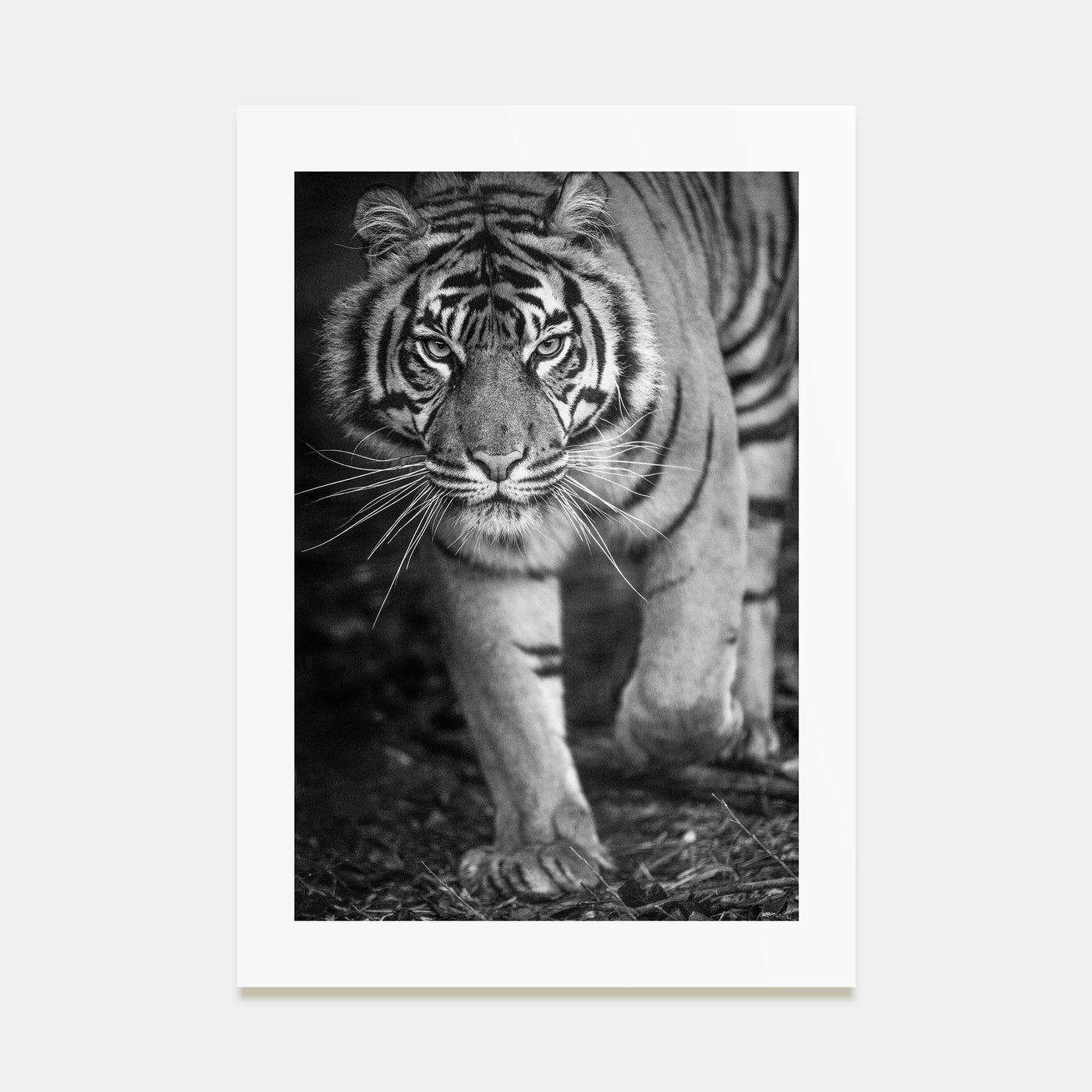 Tiger Photo B&W No 2 Poster