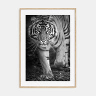 Tiger Photo B&W No 2 Poster