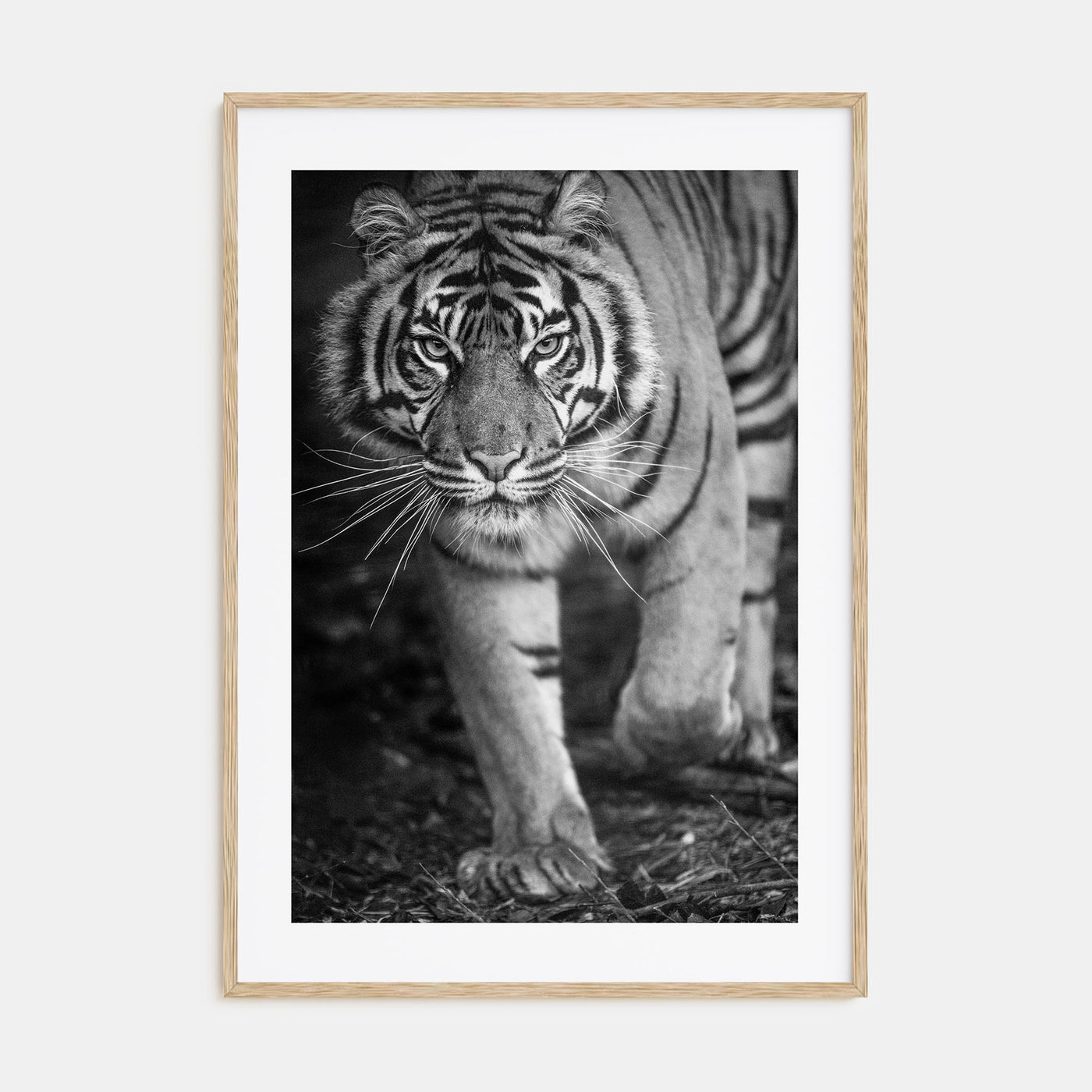 Tiger Photo B&W No 2 Poster