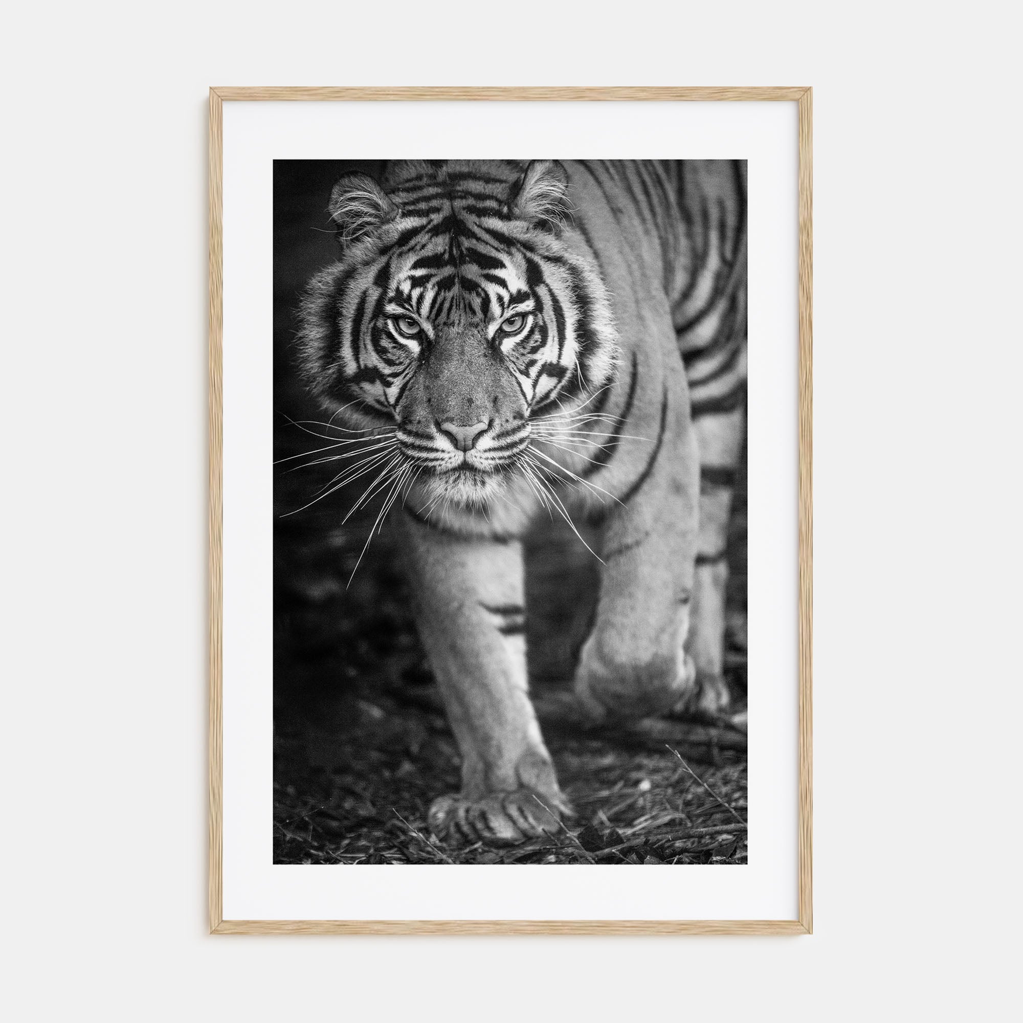 Tiger Photo B&W No 2 Poster