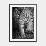 Tiger Photo B&W No 2 Poster