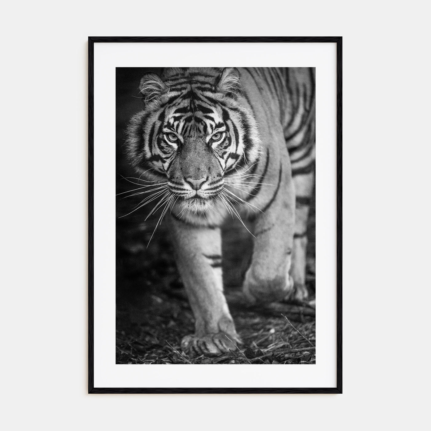 Tiger Photo B&W No 2 Poster