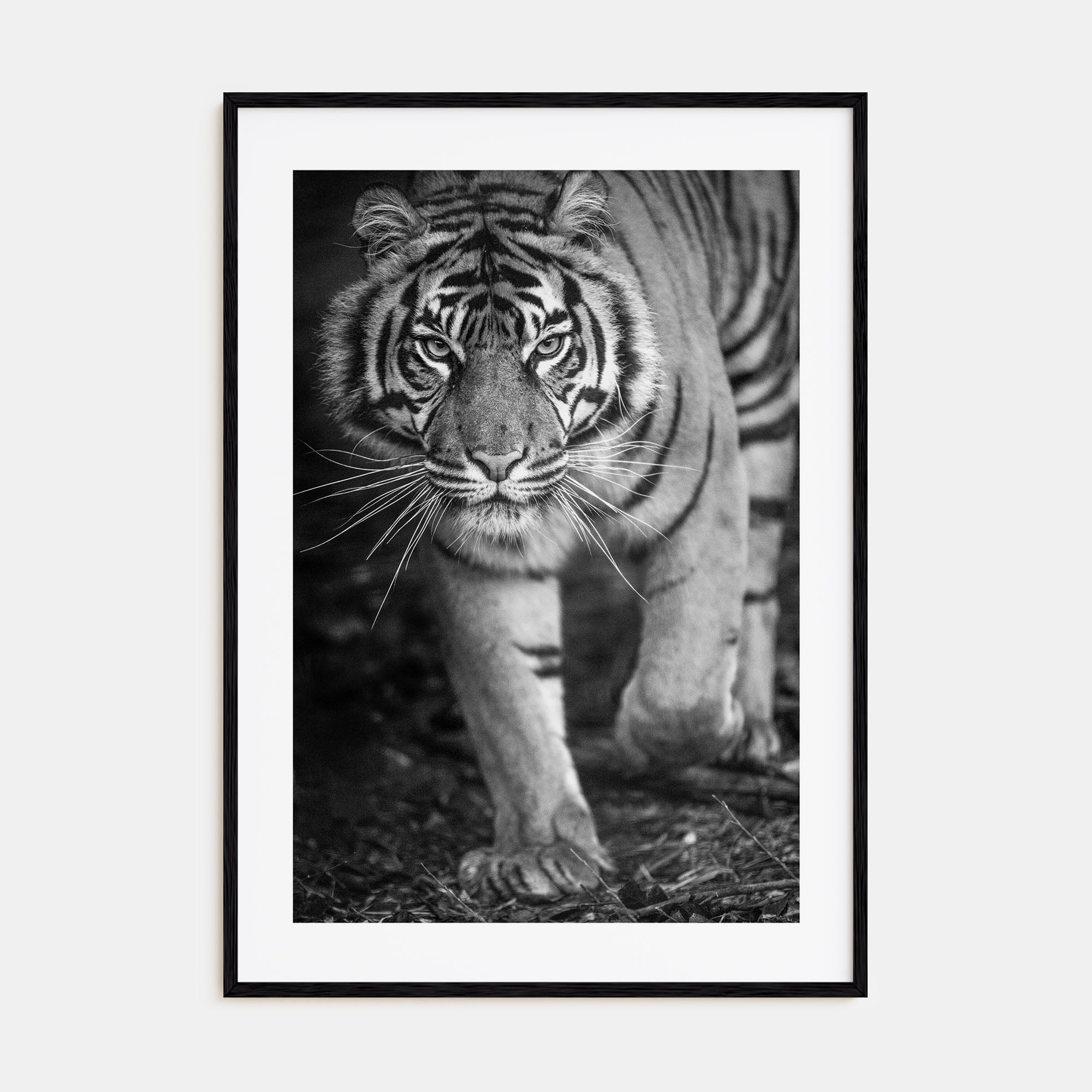 Tiger Photo B&W No 2 Poster